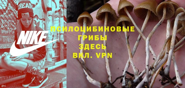 прущие грибы Майский